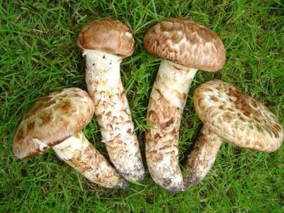 きのこ狩り体験