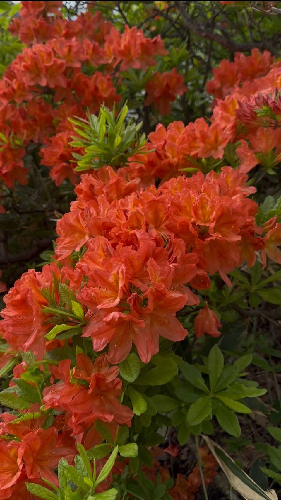 庭でバーベキュー